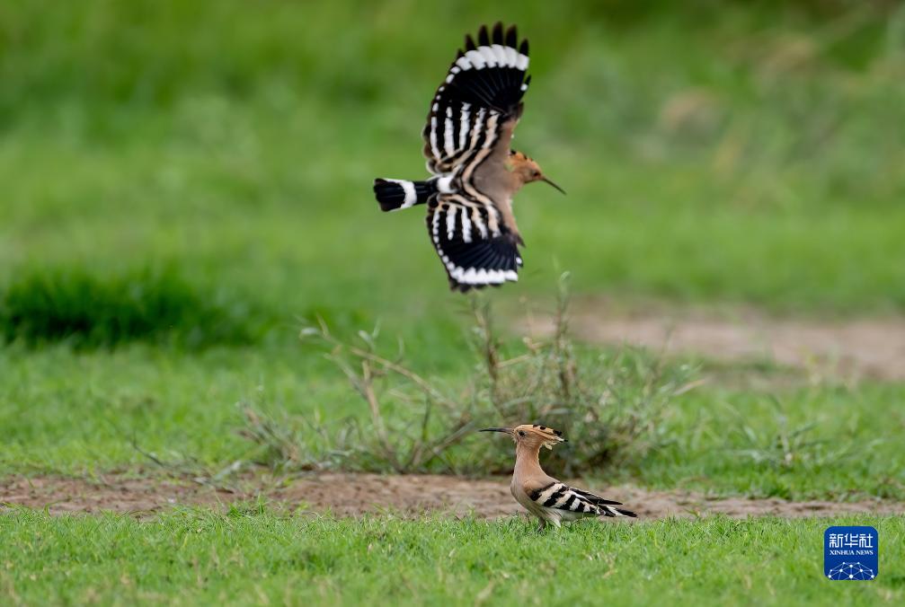 新華全媒+丨珍稀候鳥在福建過冬