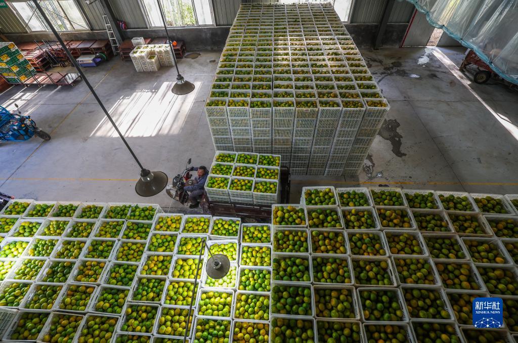 浙江慶元:小小黃金果 鋪就共富路