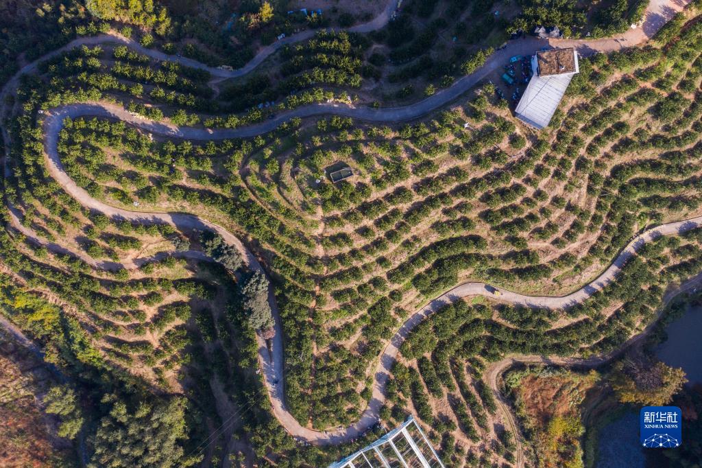 浙江慶元:小小黃金果 鋪就共富路