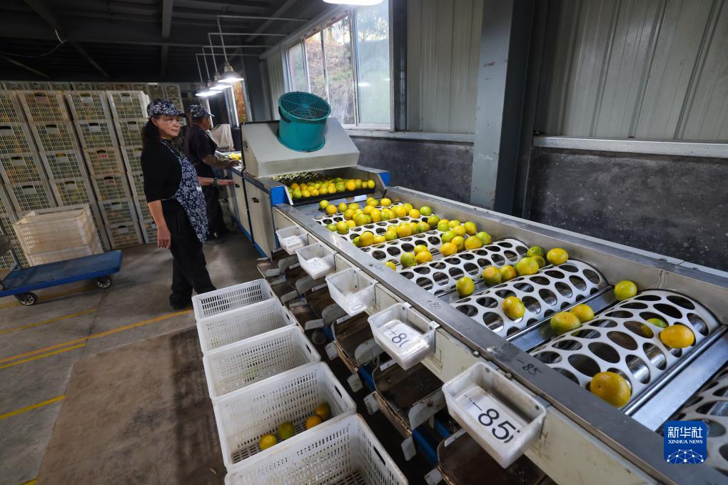 浙江慶元:小小黃金果 鋪就共富路