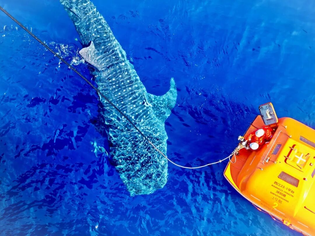 中華世紀(jì)壇看展丨和平發(fā)展 逐夢(mèng)同行 — 全國(guó)主流媒體新聞攝影展