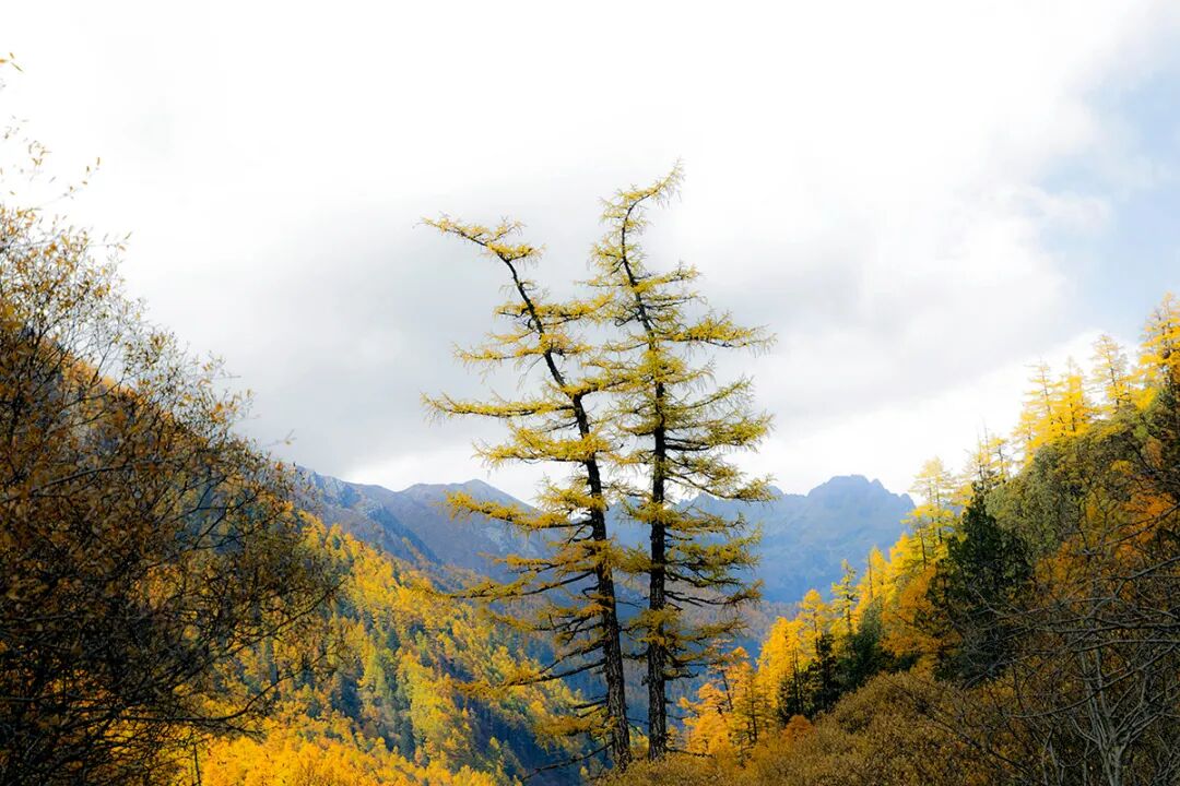 穿越冰峰 遇見稻城亞丁