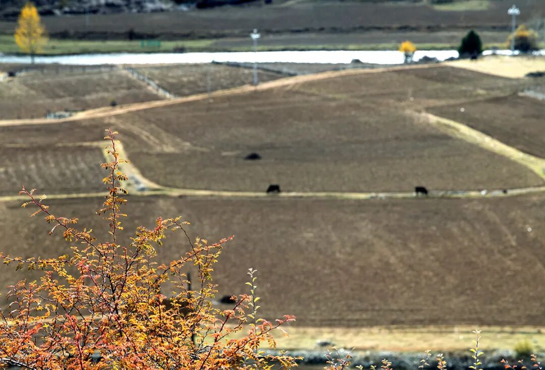 甘孜鄉(xiāng)城:“活態(tài)”傳統(tǒng)村落賦能鄉(xiāng)村振興