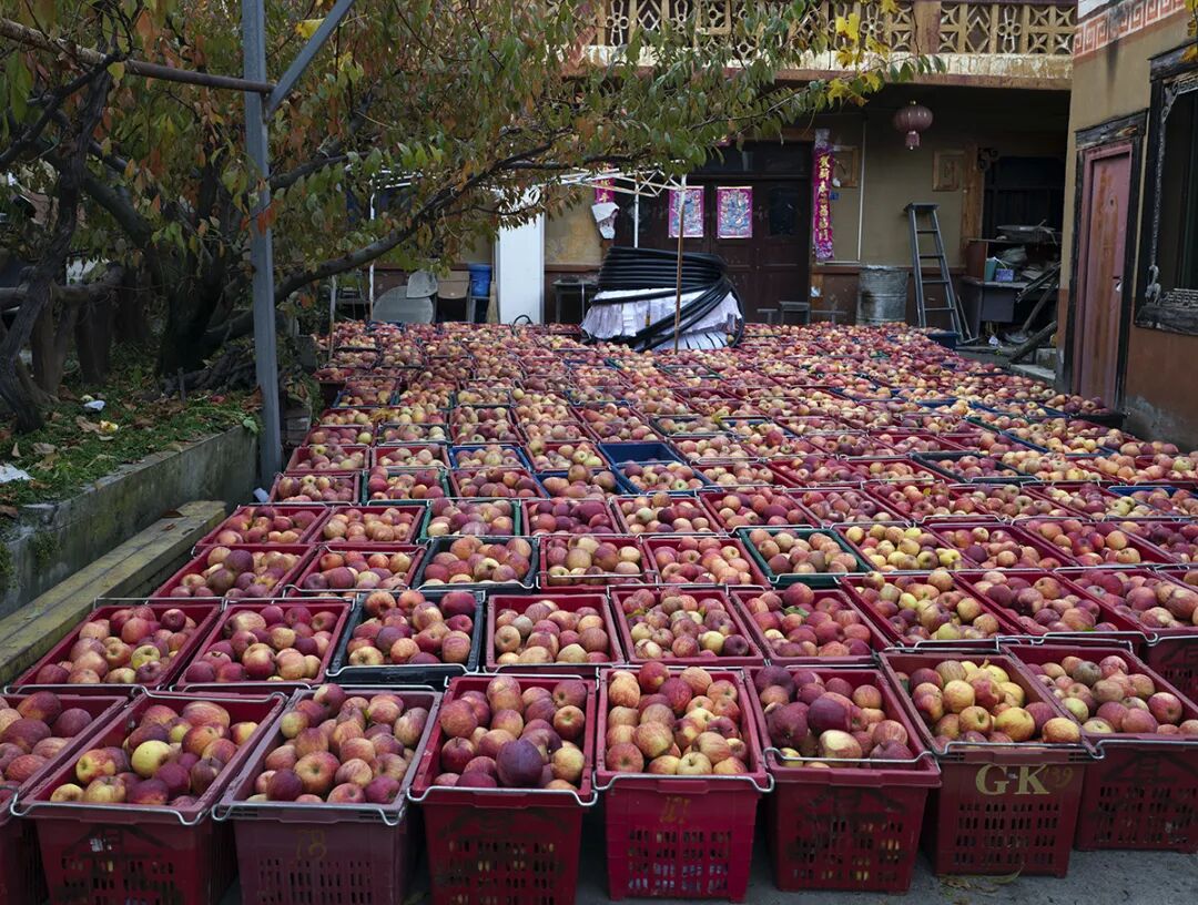 摘蘋果的時(shí)候