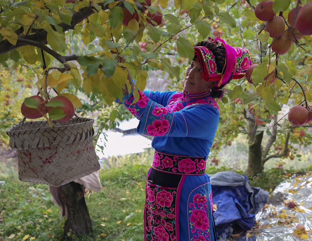 摘蘋果的時(shí)候