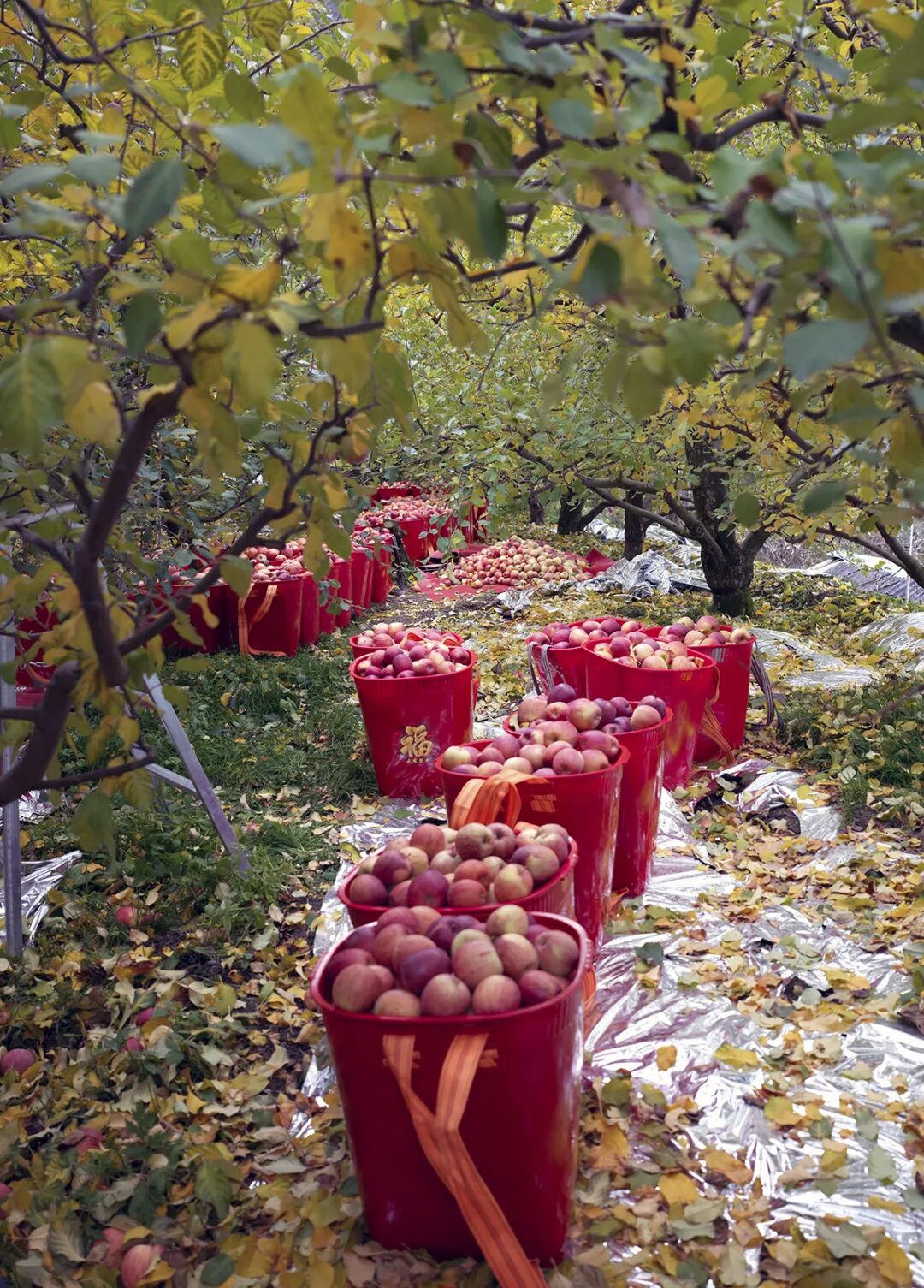 摘蘋果的時(shí)候 摘蘋果的時(shí)候