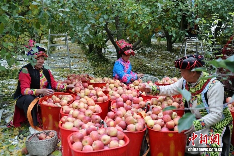 摘蘋果的時(shí)候 摘蘋果的時(shí)候