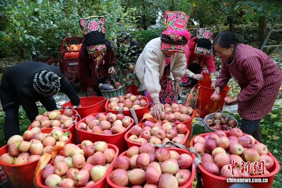摘蘋果的時(shí)候 摘蘋果的時(shí)候