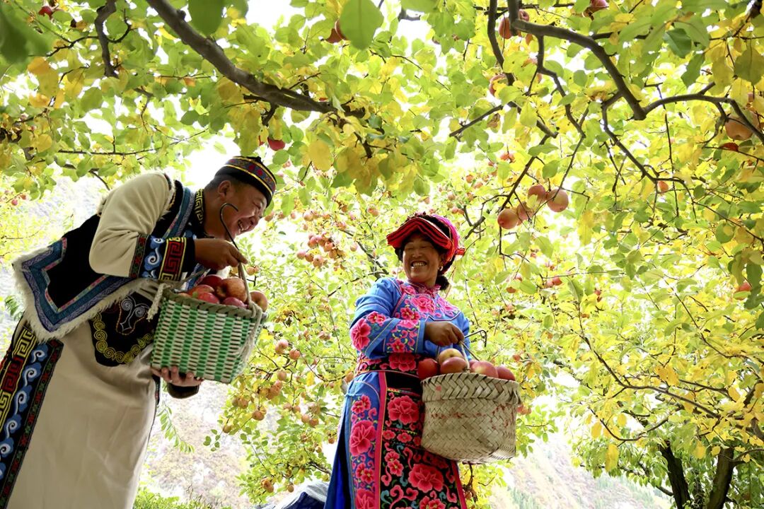 摘蘋果的時(shí)候 摘蘋果的時(shí)候