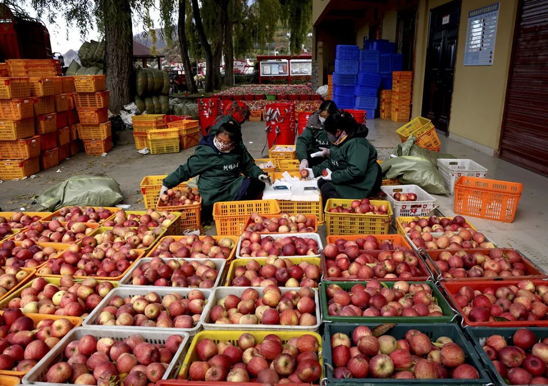 摘蘋果的時(shí)候