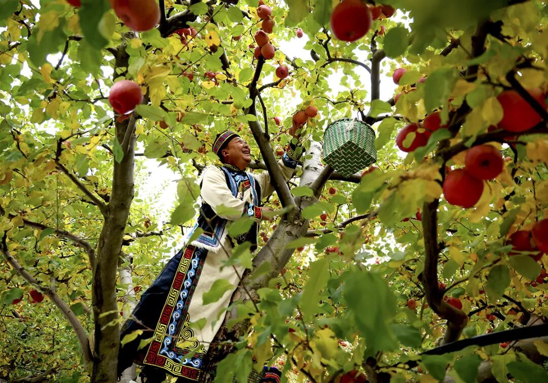 摘蘋果的時(shí)候