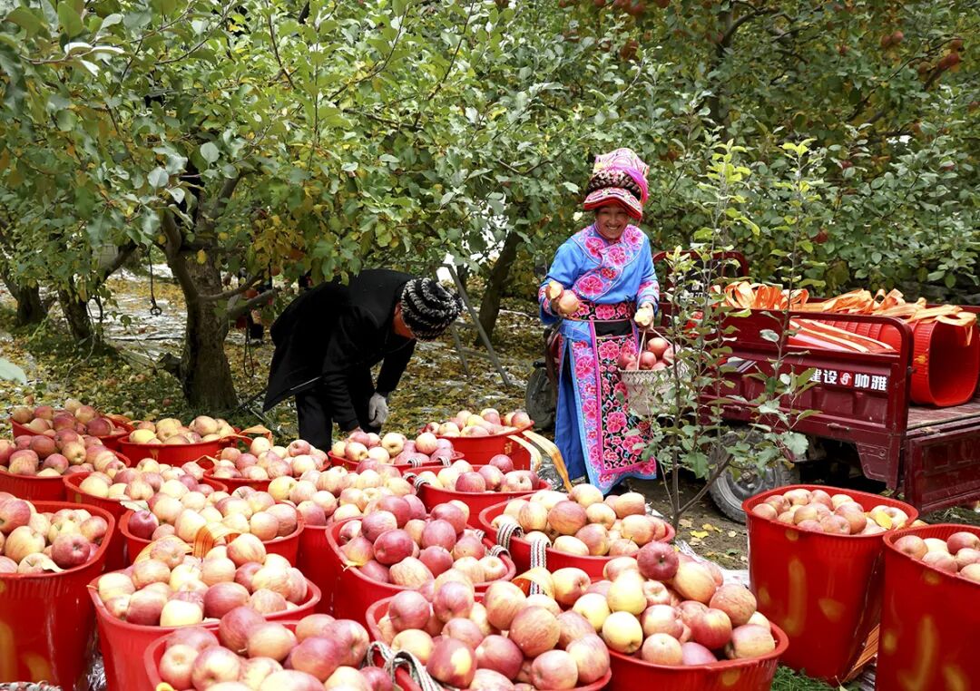 摘蘋果的時(shí)候 摘蘋果的時(shí)候