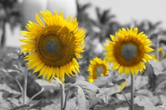 1620萬像素入門旗艦 索尼A35評測首發(fā) 