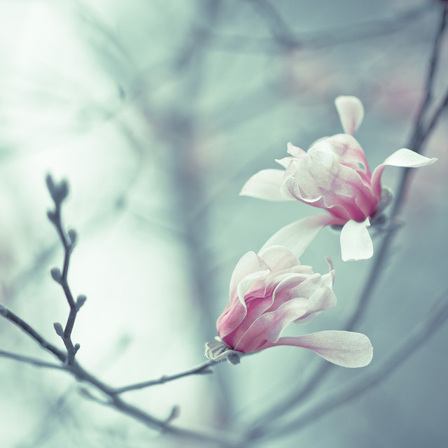 『攝影入門』精彩照片拍攝解析