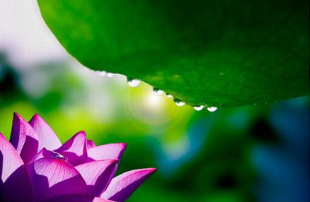 攝影技巧：清水出芙蓉 換種思路拍荷花