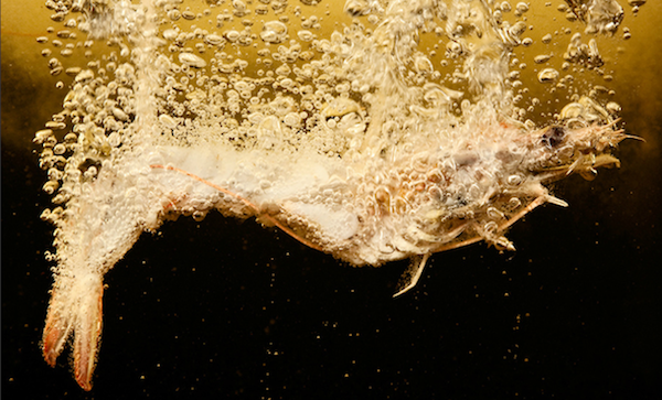 Ryan Matthew Smith：被剖開的料理