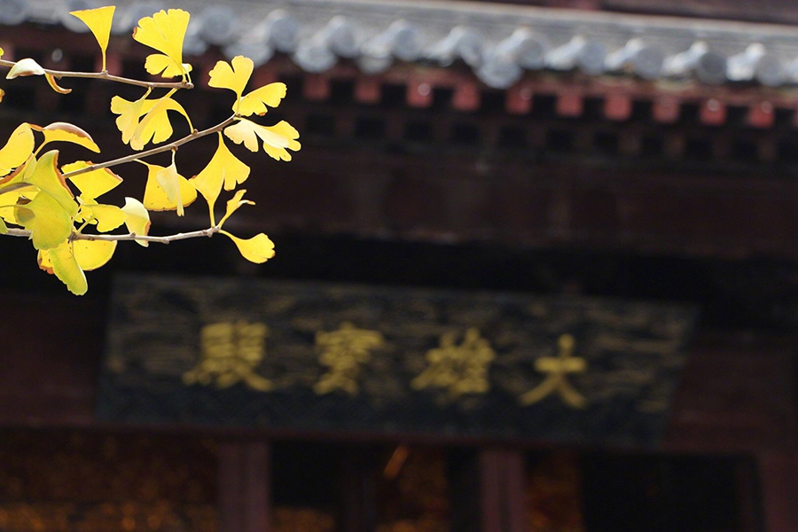 初冬玉泉山 千年古剎銀杏飄黃