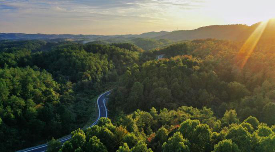 初冬玉泉山 千年古剎銀杏飄黃