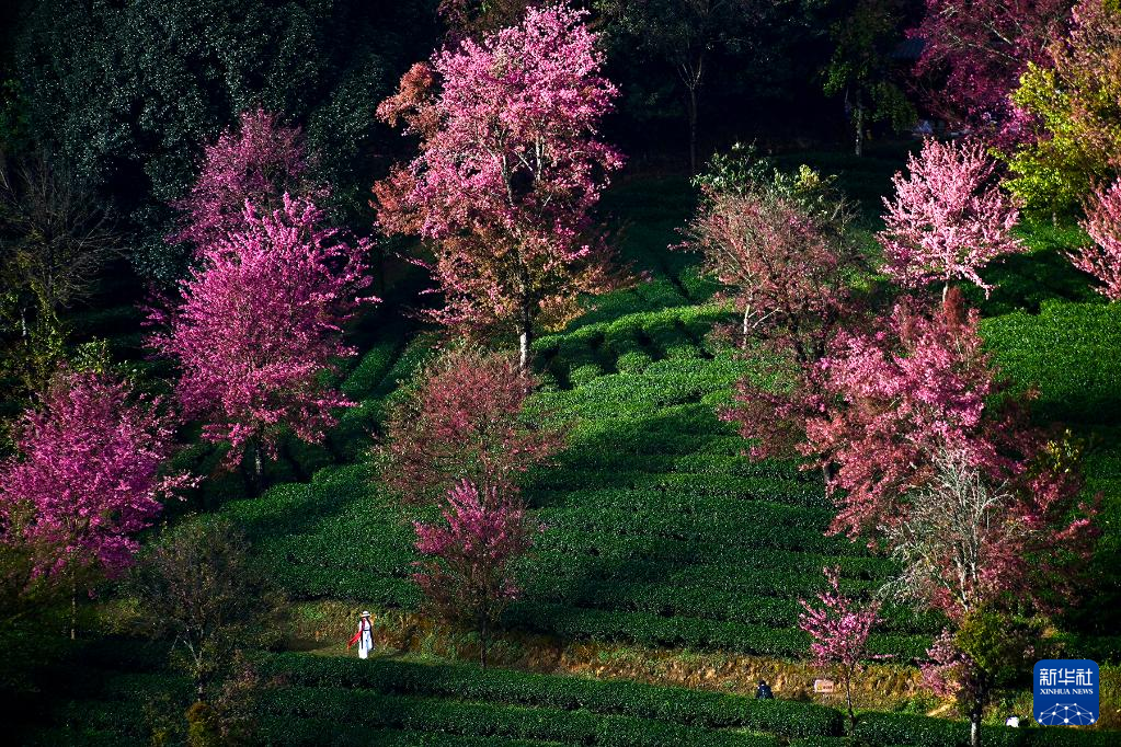 冬櫻盛開(kāi) 黛粉花瓣盛開(kāi)似錦
