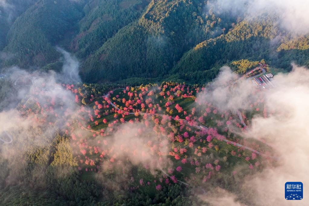 冬櫻盛開(kāi) 黛粉花瓣盛開(kāi)似錦