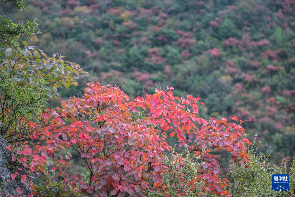 漫山斑斕 層林盡染