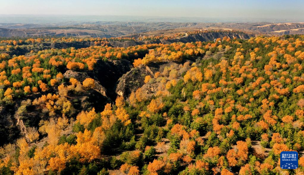 漫山斑斕 層林盡染