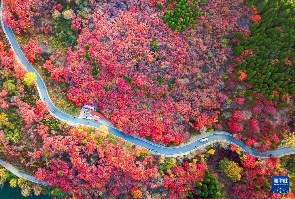 漫山斑斕 層林盡染