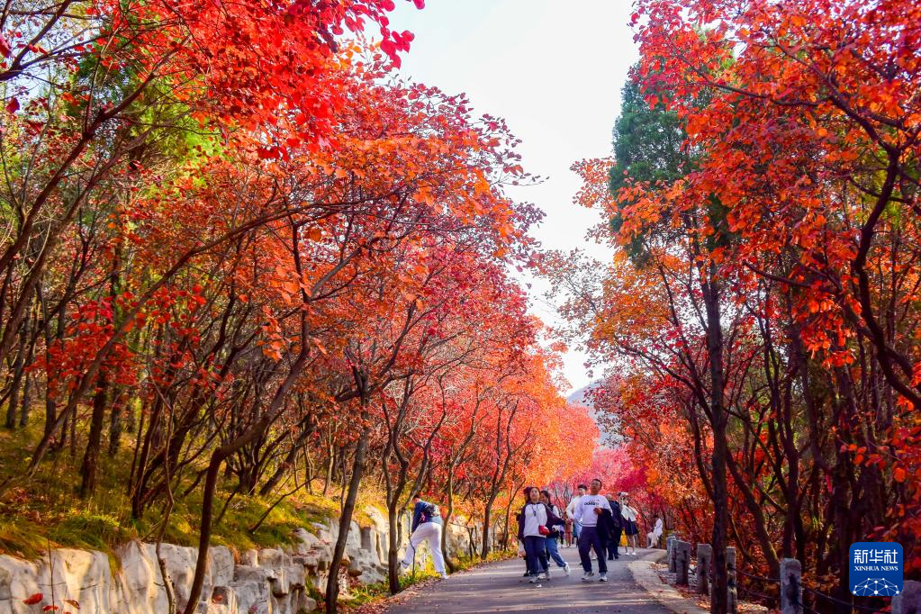 漫山斑斕 層林盡染