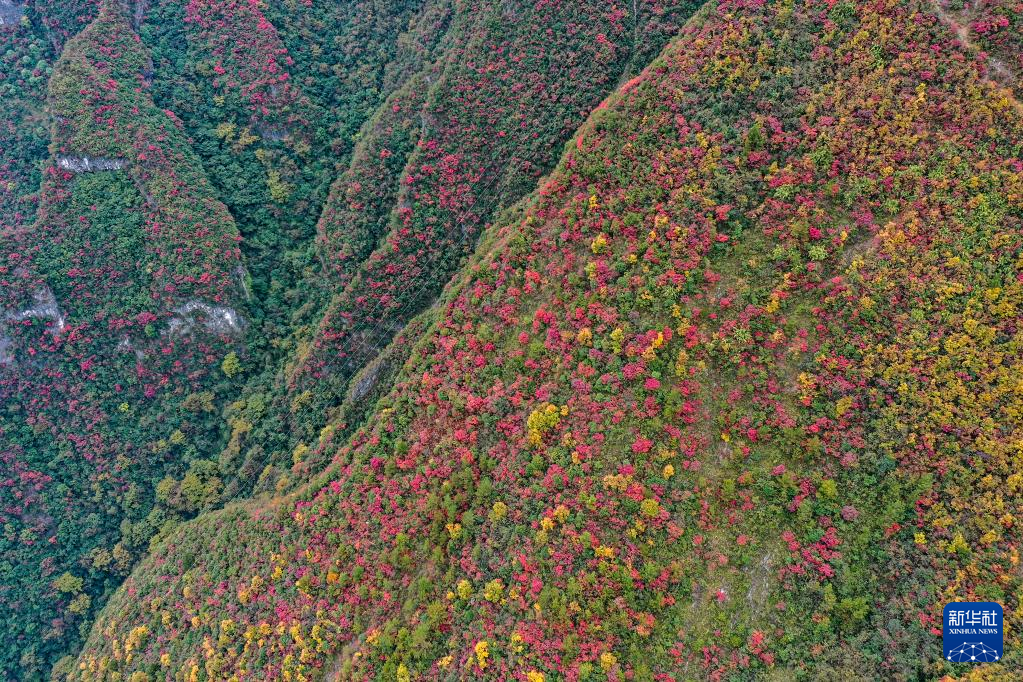 漫山斑斕 層林盡染