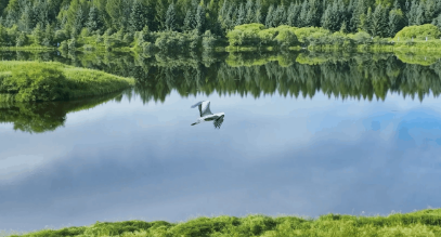 創(chuàng)意視頻｜我們誕生在塞罕壩