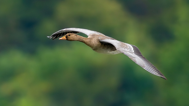 索尼最輕 F2.8 超遠(yuǎn)攝 G 大師鏡頭 FE 300mm F2.8 GM OSS 發(fā)布